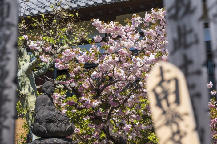 Japan / Honshu / Tokyo / Yanaka / Kyooji Temple