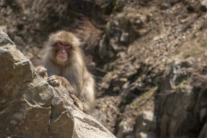 Japan / Shibu-onsen / Jigokudani Monkey Park / Japanese Macaque