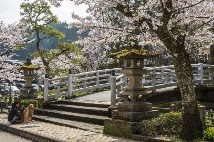Japan / Honshu / Takayama / Sakura