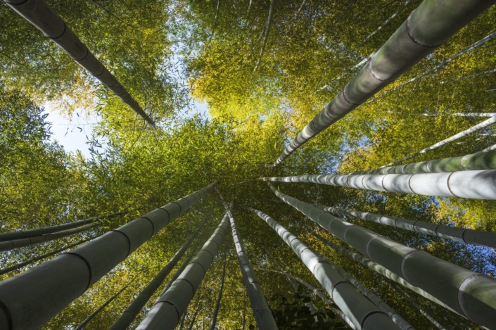 Kyoto / Adashino Nenbutsuji Tempel / Bamboo Forest